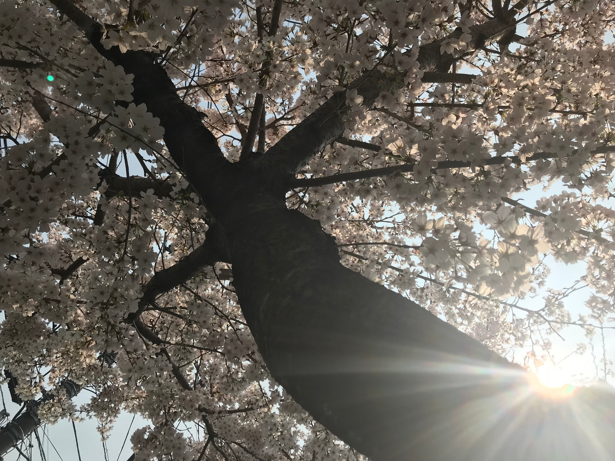 春、満開の桜を見上げた風景